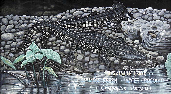 Siamese Freshwater Crocodile by Asienreisender